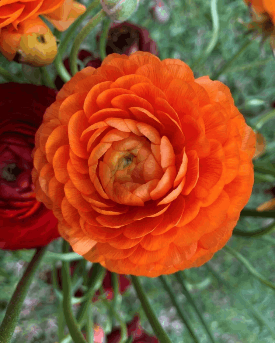 Ranunculus